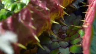 Zelená planeta (2)