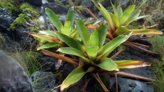 Zelená planeta (2)