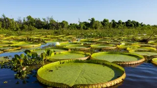 Zelená planeta (2)