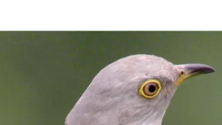 Kukačka: Vetřelec v hnízdě