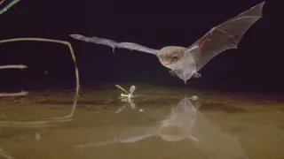 David Attenborough: Život savců (9)