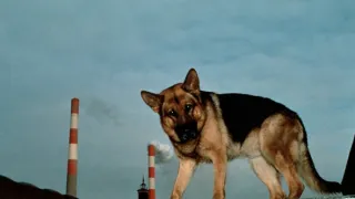 Rex felügyelő III (4)