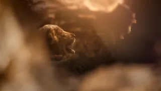 Zázračná planeta: Velké kočky ve dne v noci (5/6)