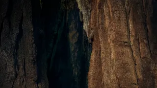 Zelená planeta (4)