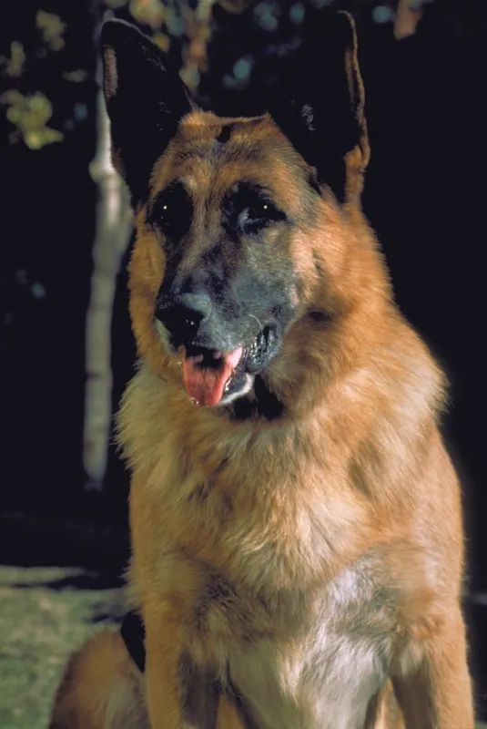 Môj partner z K-9: Psí detektív (K-911), 1999 - fotogaléria