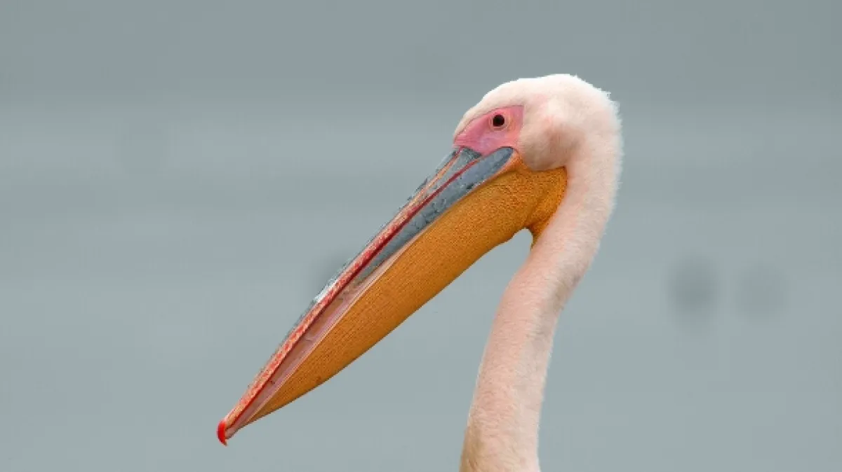 Ostrov pelikánů (Mystery of Pelican Island), 2023 - fotogaléria