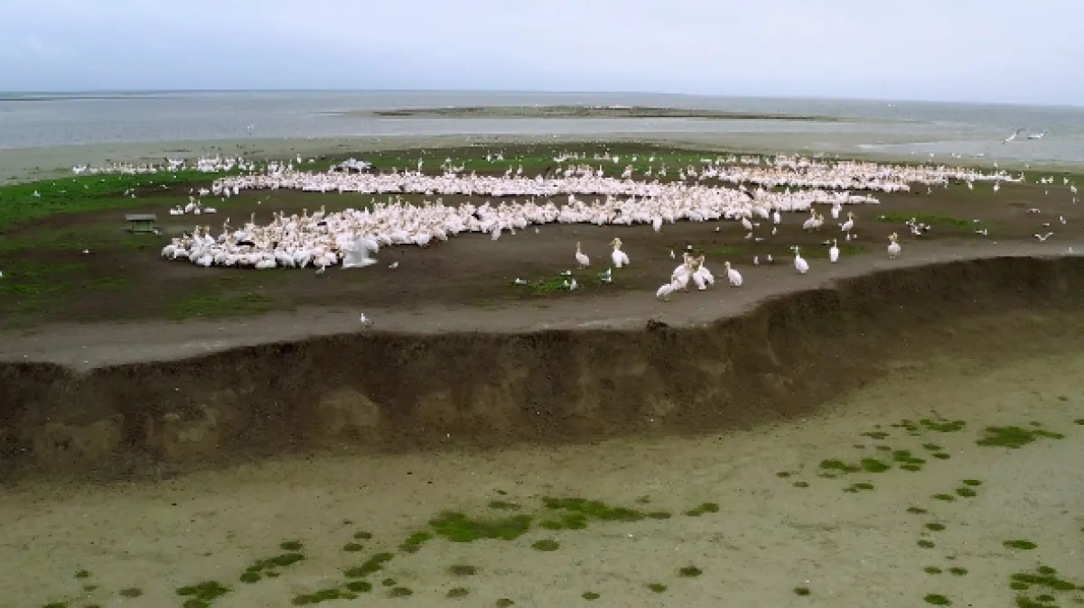 Ostrov pelikánů (Mystery of Pelican Island), 2023 - fotogaléria