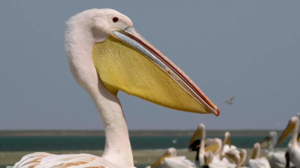 Ostrov pelikánů (Mystery of Pelican Island), 2023 - fotogaléria