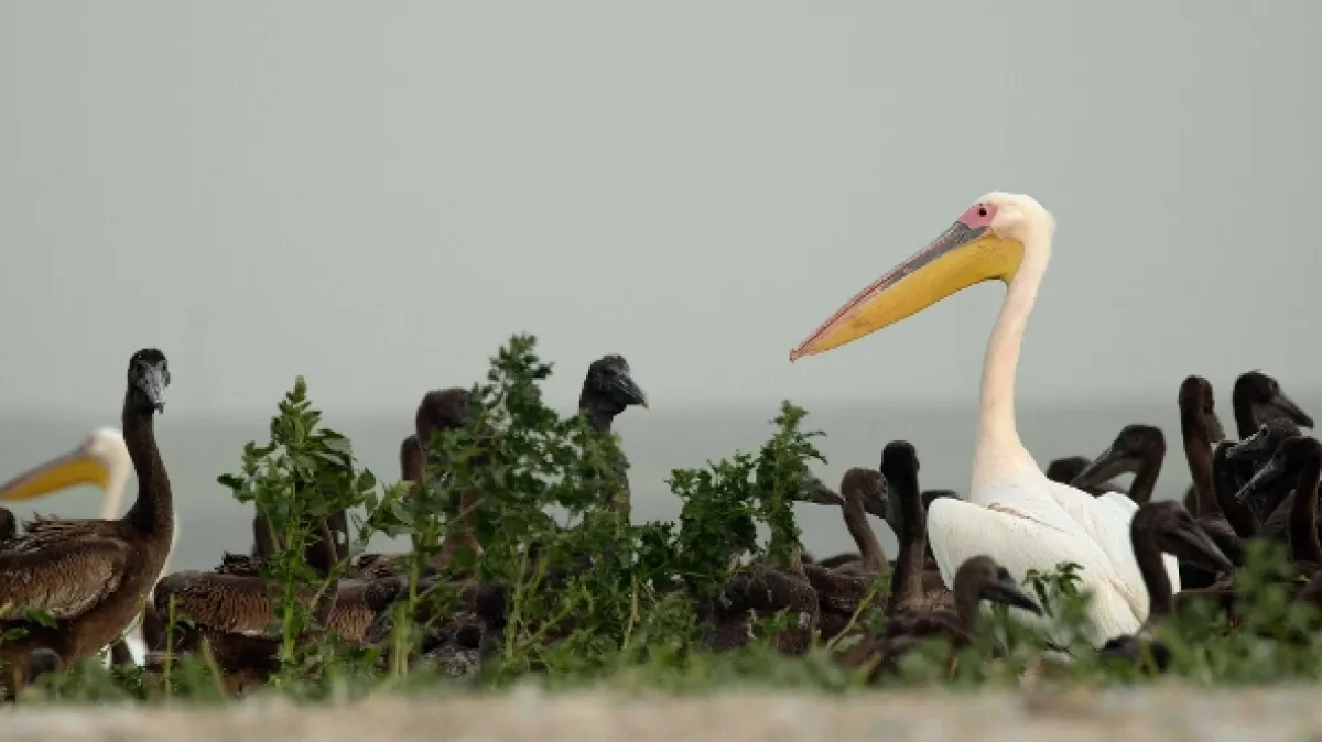 Ostrov pelikánů (Mystery of Pelican Island), 2023 - fotogaléria