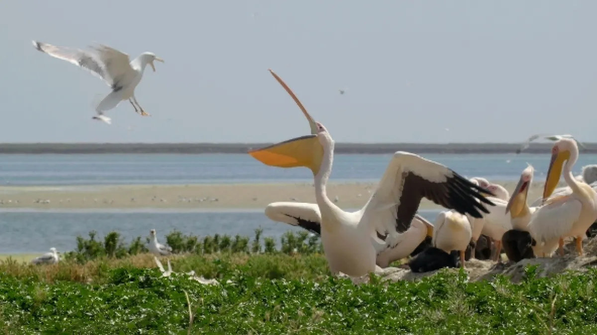 Ostrov pelikánů (Mystery of Pelican Island), 2023 - fotogaléria