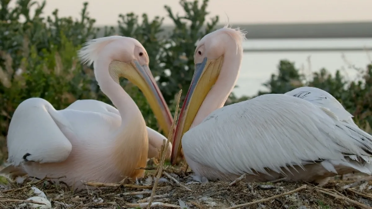 Ostrov pelikánů (Mystery of Pelican Island), 2023 - fotogaléria
