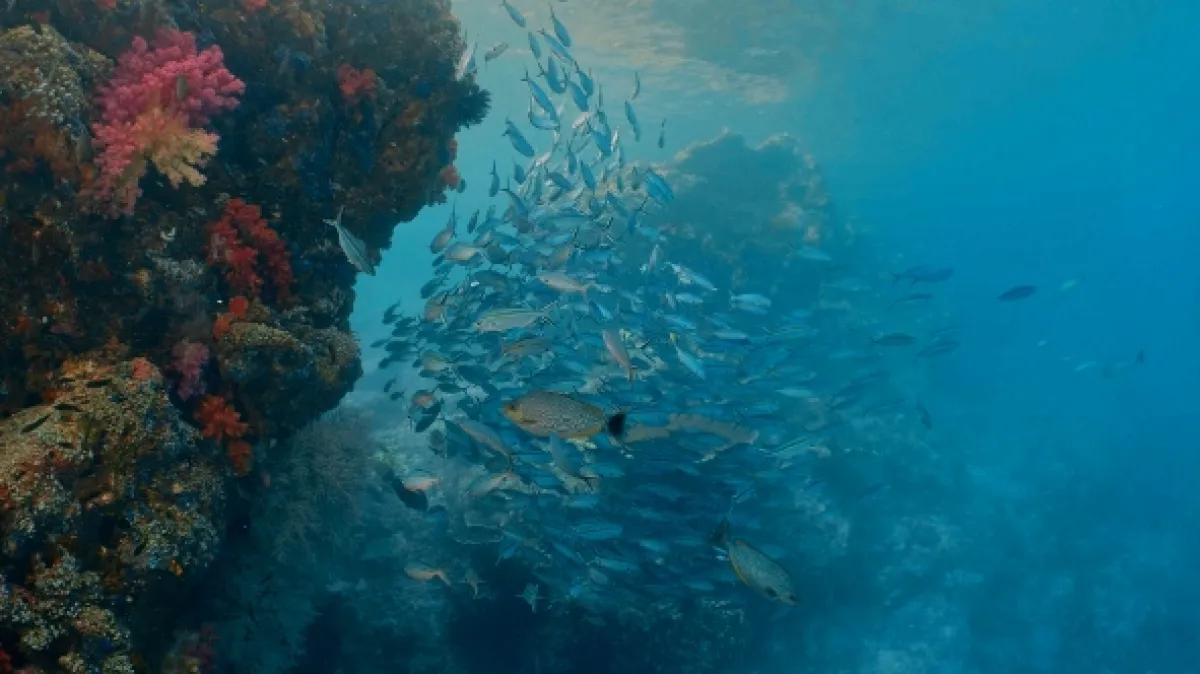 Magický svět útesu (Magic Circle of the Reef), 2022 - fotogaléria