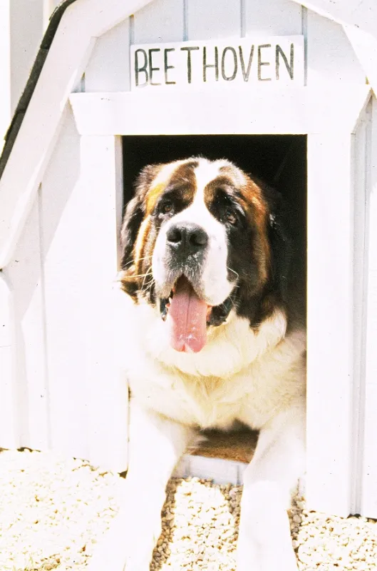 Beethoven, 1992 - fotogaléria