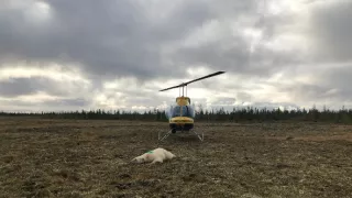 Veterináři z Arktidy II (9)