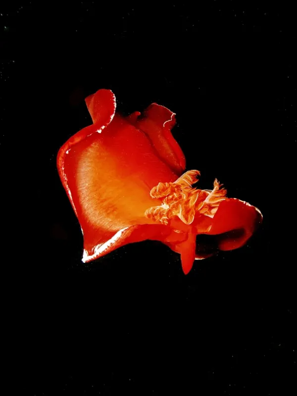 Najskvelejší tanečníci prírody - fotogaléria