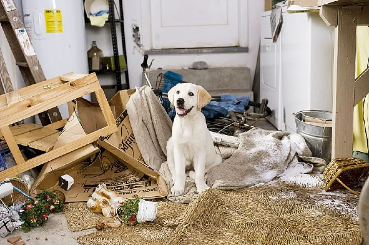 Marley a ja (Marley & Me), 2008 - fotogaléria
