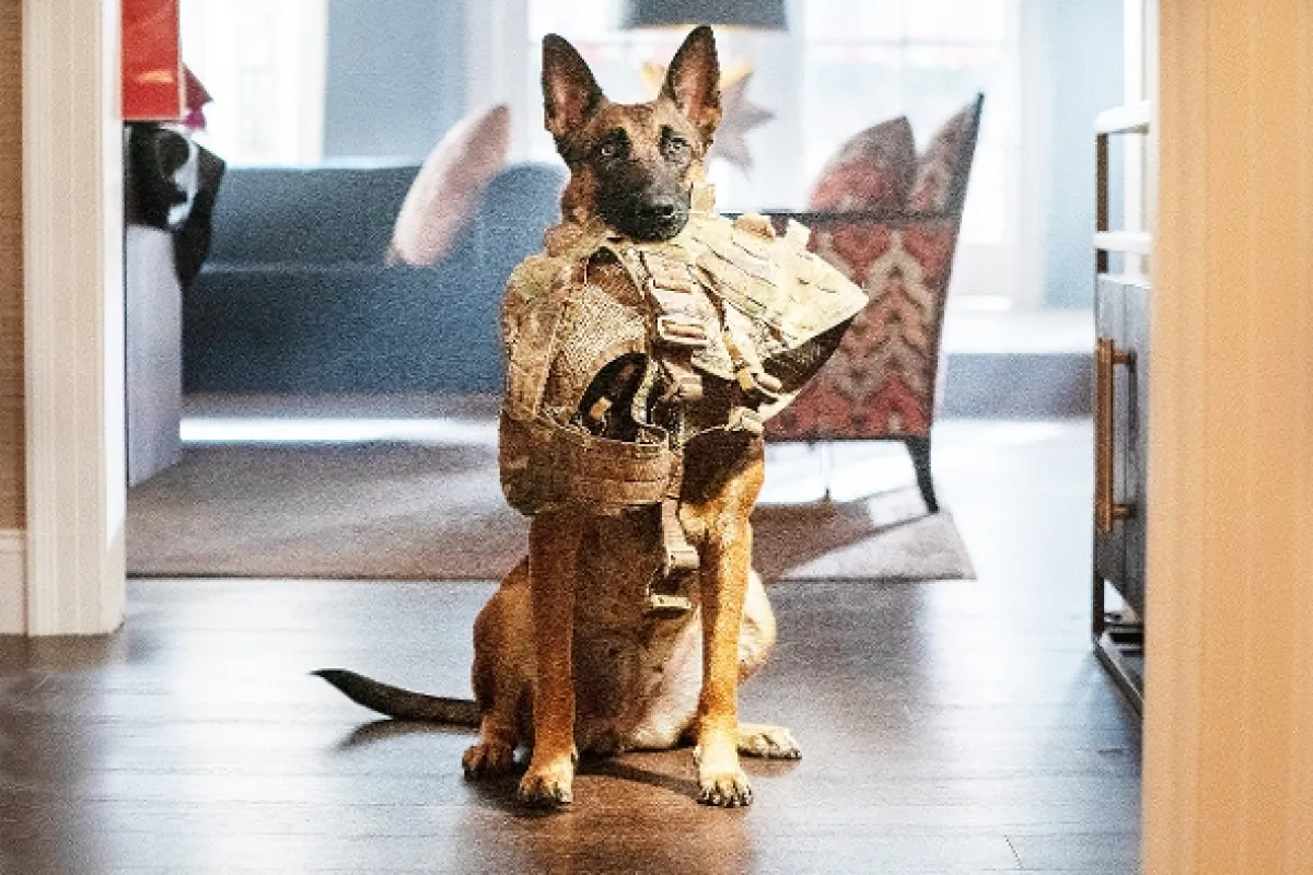 Lulu: Psia legenda (Dog), 2022 - fotogaléria