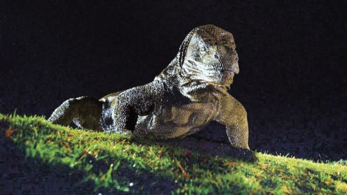 Komodo, 1999 - fotogaléria