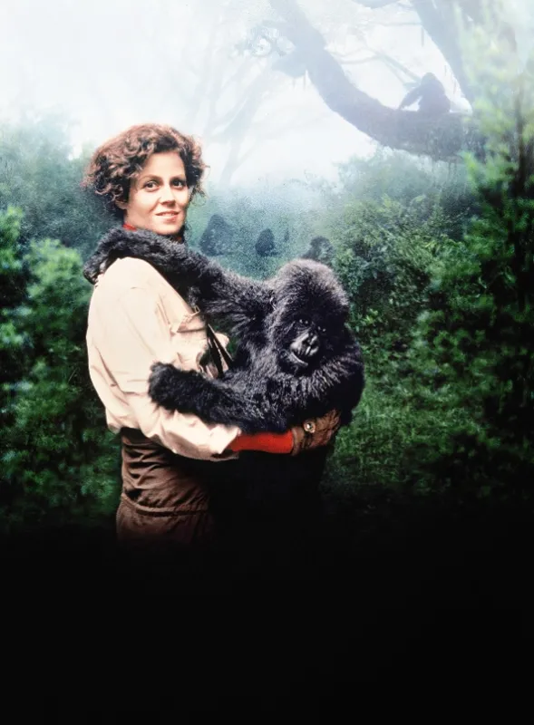 Gorily v hmle: Príbeh Dian Fosseyovej (Gorillas in the mist), 1988 - fotogaléria