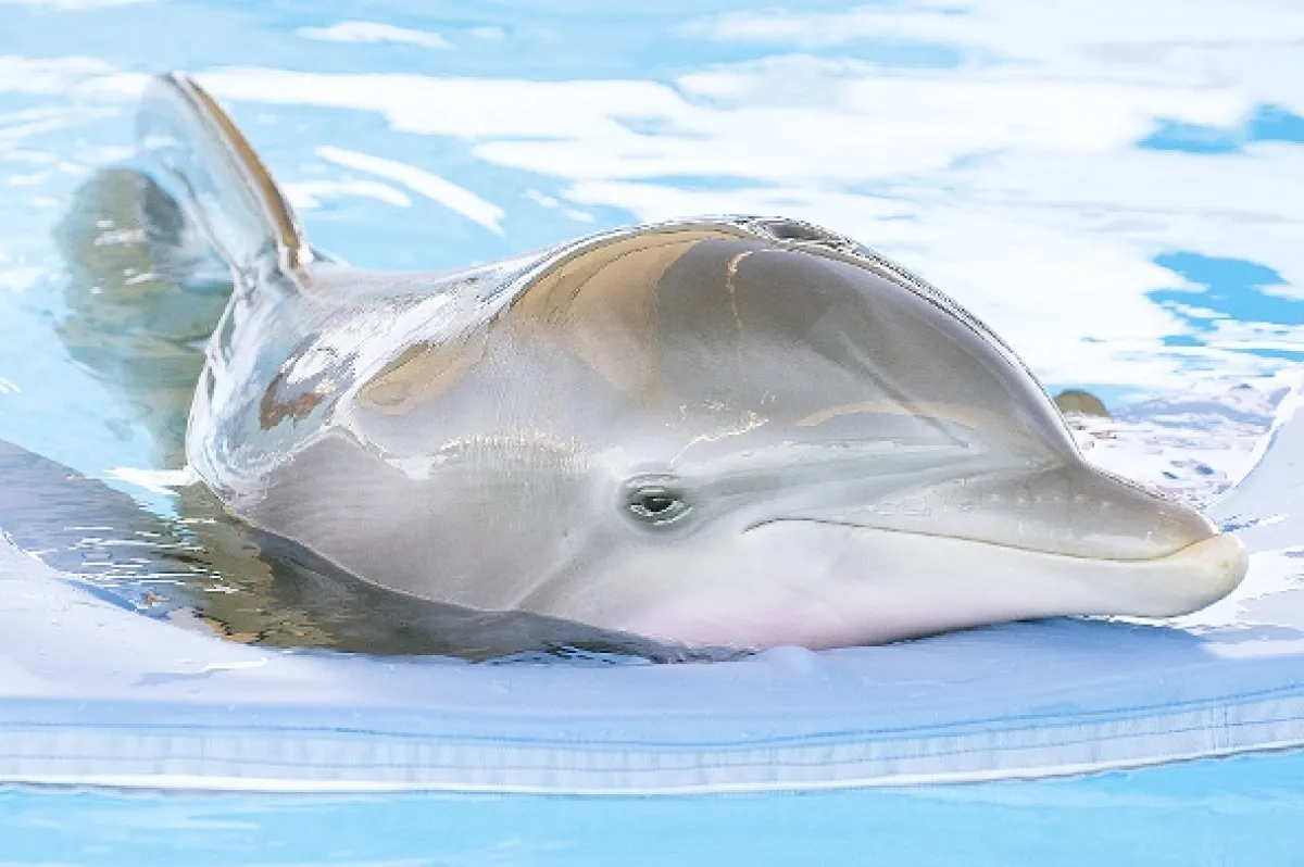 Najsilnejšie puto (Dolphin Tale), 2011 - fotogaléria