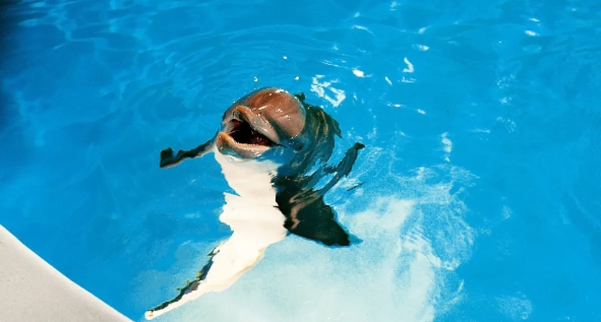 Najsilnejšie puto (Dolphin Tale), 2011 - fotogaléria