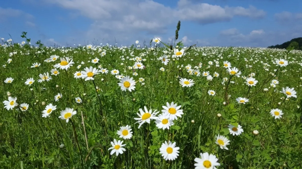 Louka: Ztracený ráj (The Meadow), 2019 - fotogaléria