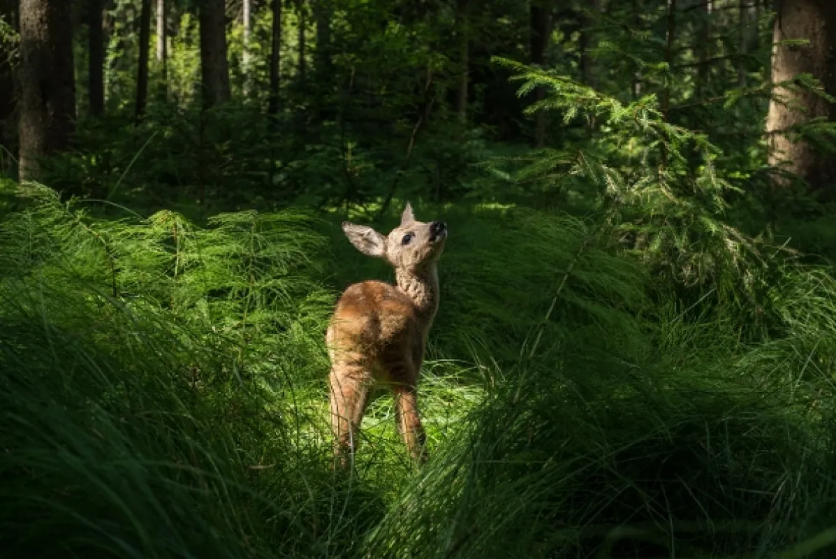 Louka: Ztracený ráj (The Meadow), 2019 - fotogaléria