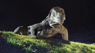 Komodo