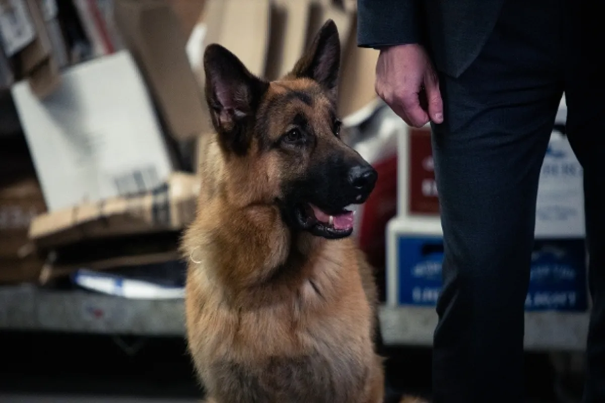 Hudson a Rex, 2019 - fotogaléria