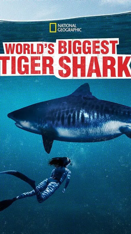 Největší žralok tygří na světě? (World’s Biggest Tiger Shark?), 2020 - fotogaléria