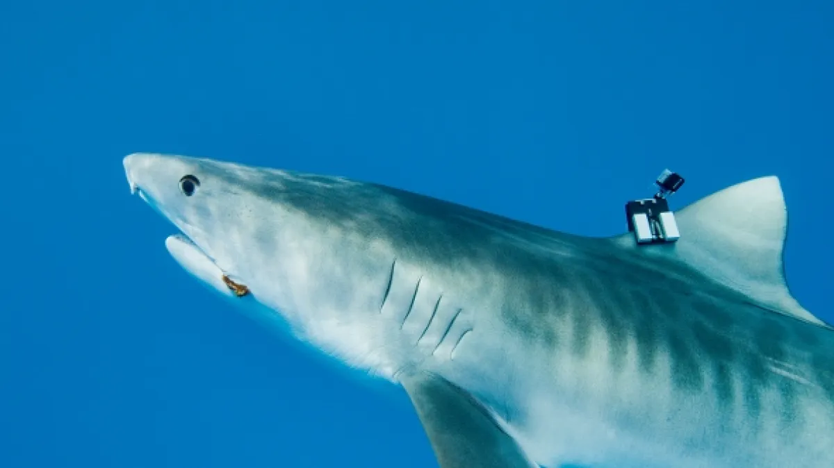 Největší žralok tygří na světě? (World’s Biggest Tiger Shark?), 2020 - fotogaléria
