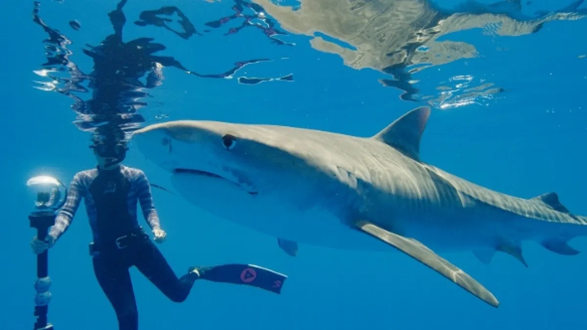Největší žralok tygří na světě? (World’s Biggest Tiger Shark?), 2020 - fotogaléria