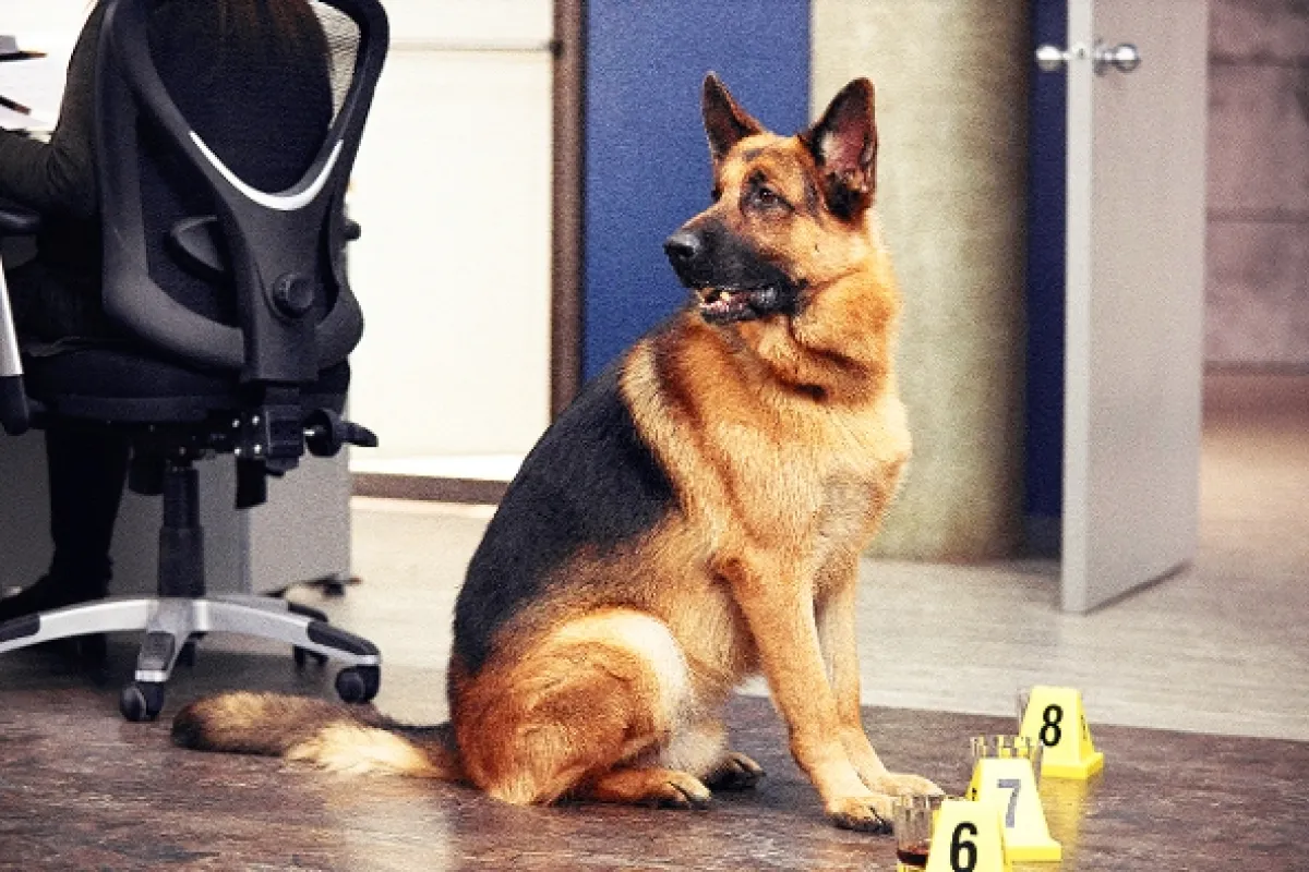 Hudson a Rex, 2019 - fotogaléria