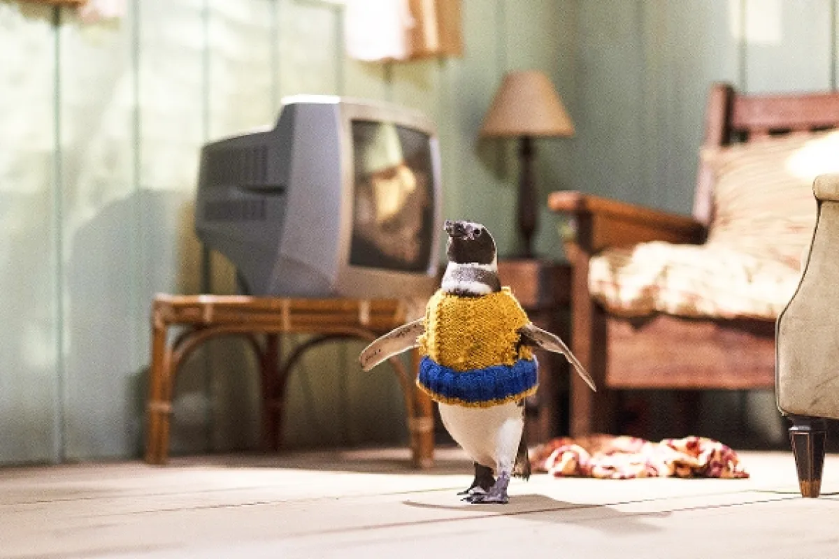 Môj kamarát tučniak (My Penguin Friend), 2024 - fotogaléria