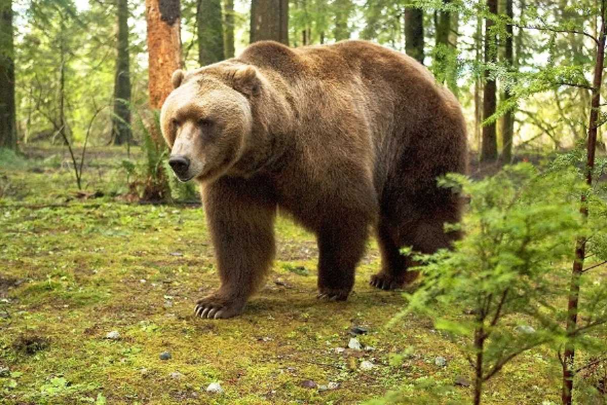 Grizly (Into the Grizzly Maze), 2015 - fotogaléria