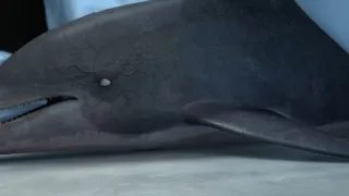 Aquarium of the Dead