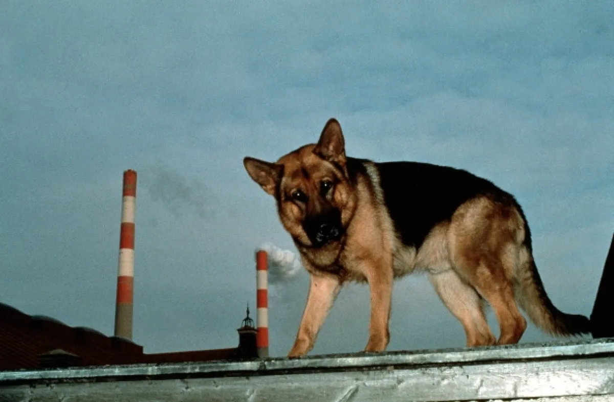 Rex felügyelő (Kommissar Rex III), 1996 - fotogaléria