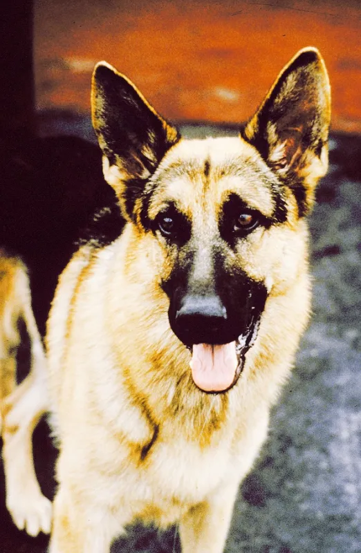 Môj partner z K-9 (K-9), 1989 - fotogaléria