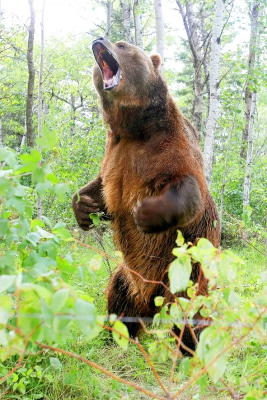 Grizzly zabijak (Grizzly Rage), 2006 - fotogaléria