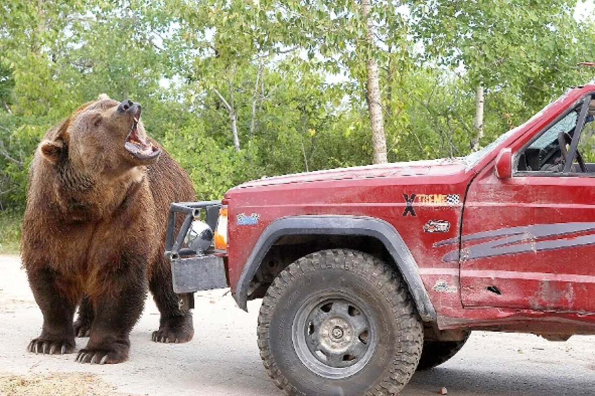 Grizzly zabijak (Grizzly Rage), 2006 - fotogaléria