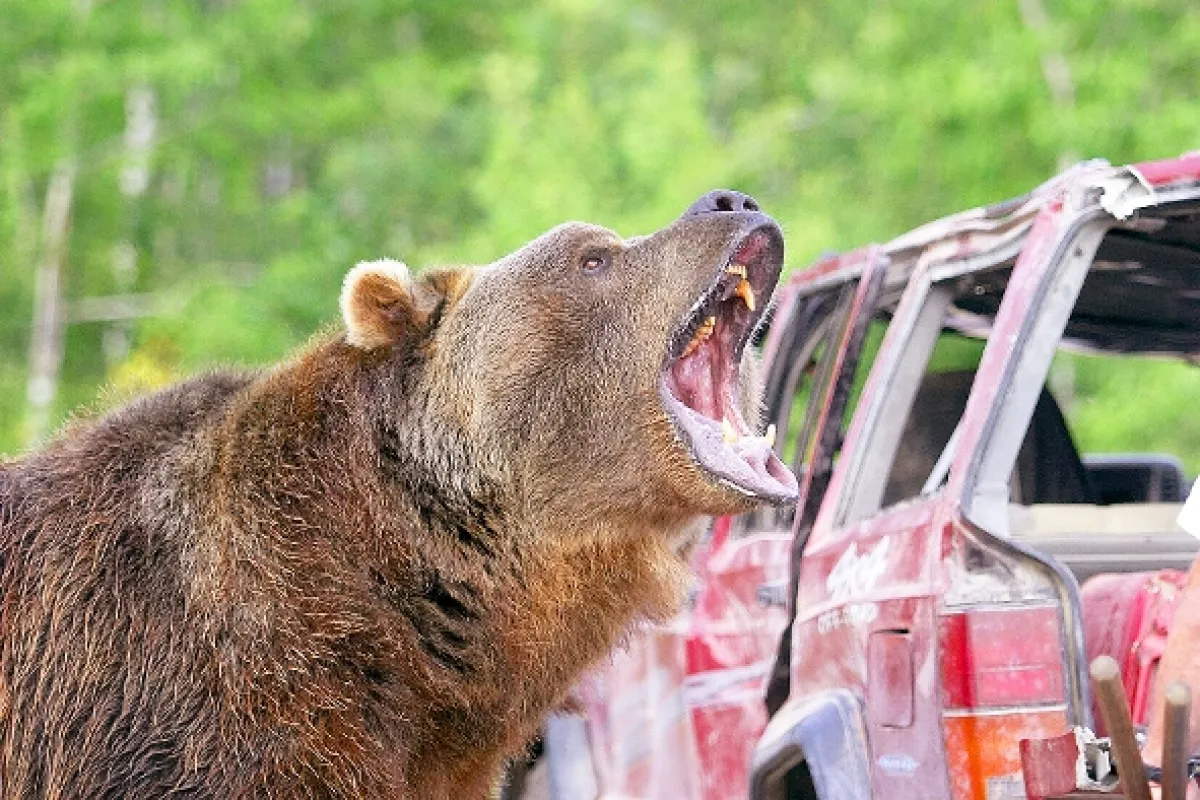 Grizzly zabijak (Grizzly Rage), 2006 - fotogaléria