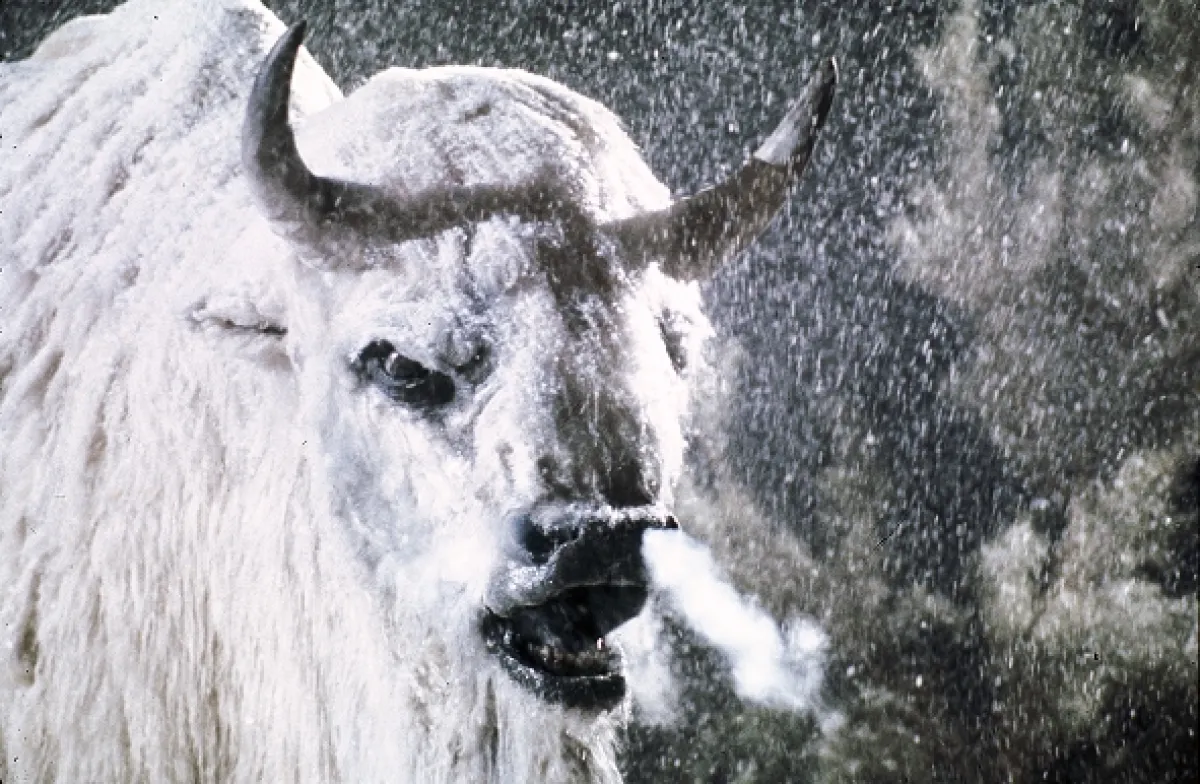 Bílý bizon (The White Buffalo), 1977 - fotogaléria