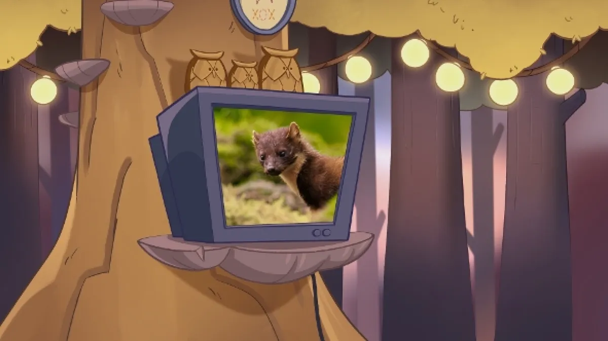 Zvířecí televize - fotogaléria