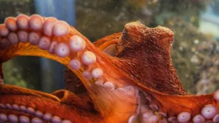 Stretnutie s obrovskými tichomorskými chobotnicami