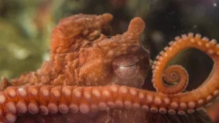 Stretnutie s obrovskými tichomorskými chobotnicami