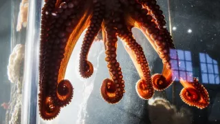 Stretnutie s obrovskými tichomorskými chobotnicami