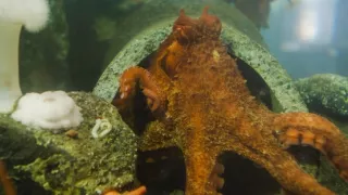 Stretnutie s obrovskými tichomorskými chobotnicami