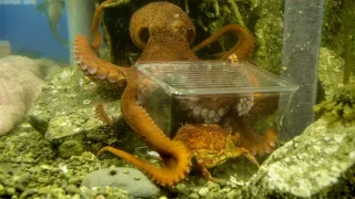 Stretnutie s obrovskými tichomorskými chobotnicami