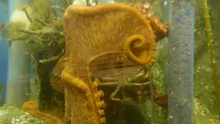 Stretnutie s obrovskými tichomorskými chobotnicami