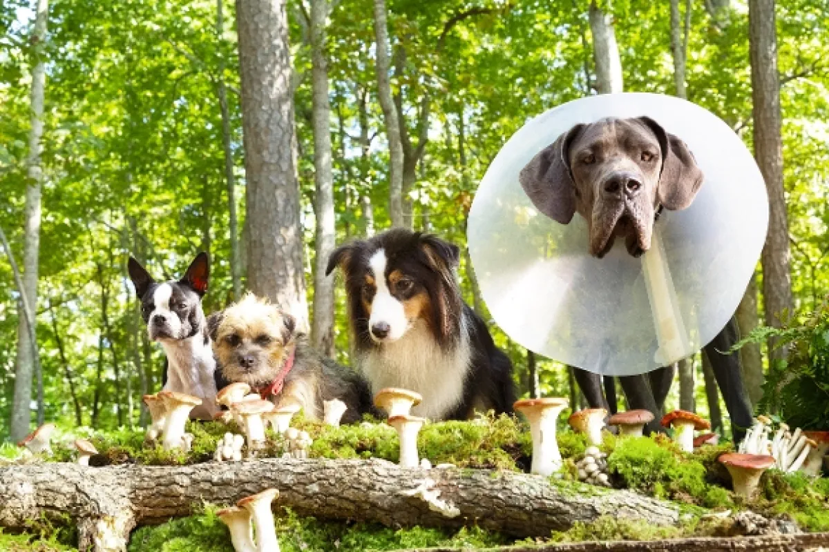 Vocasy na tripu (Strays), 2023 - fotogaléria